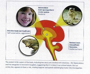 cerveau triunique cerveau triunique